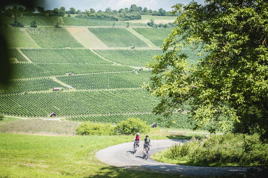 The Vineyards of Blauburgunderland Gallery