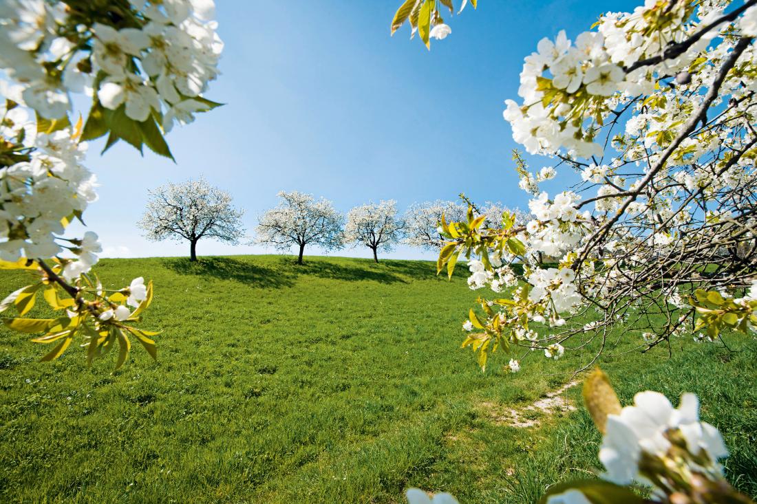 High-stem orchards Gallery