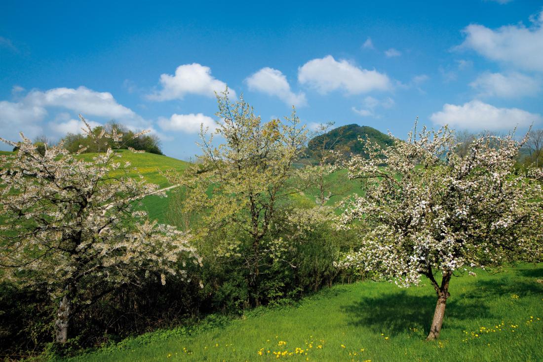 High-stem orchards Gallery