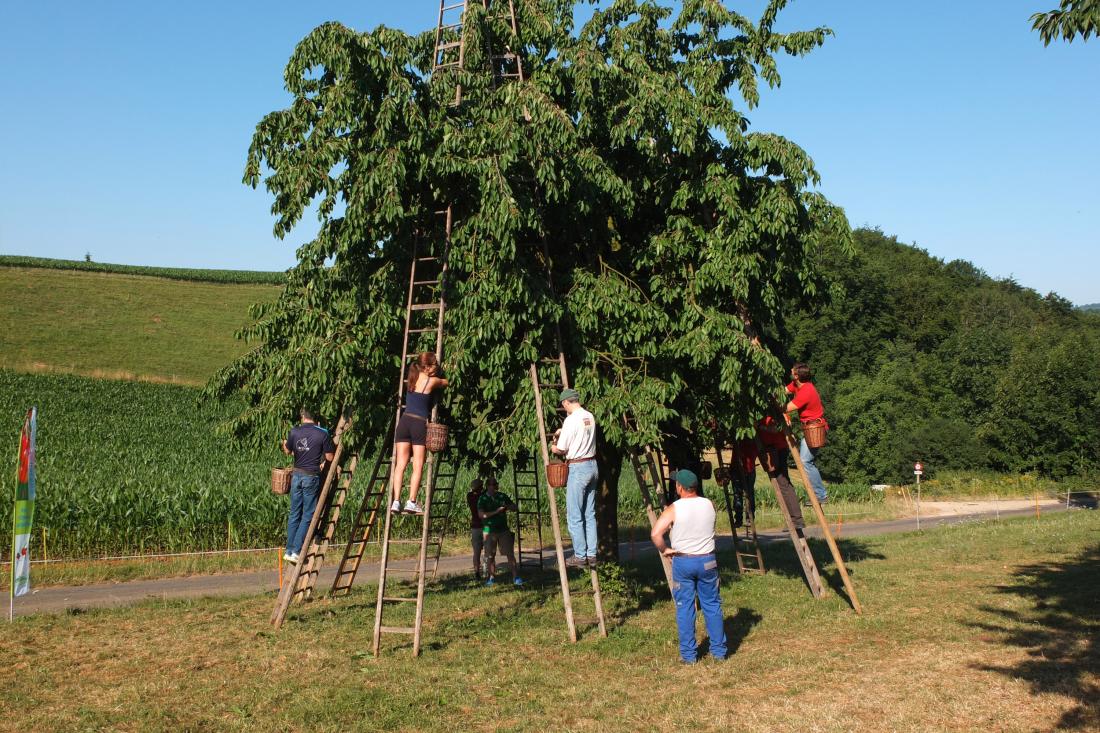 High-stem orchards Gallery