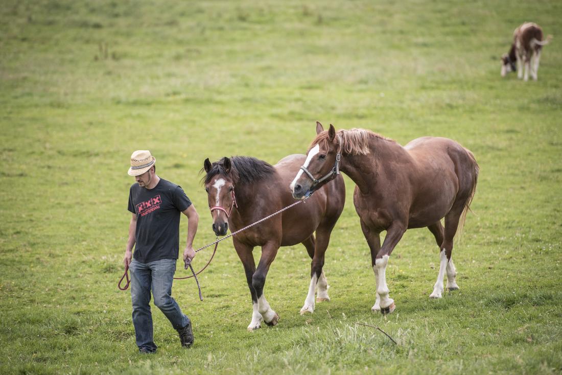 Le cheval franches-montagnes Gallery